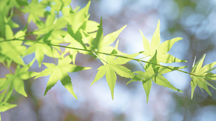 三个月后，泰国情降真的见效了吗？揭秘真实效果！ 二
